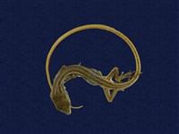 藏品(翠斑草蜥)的圖片